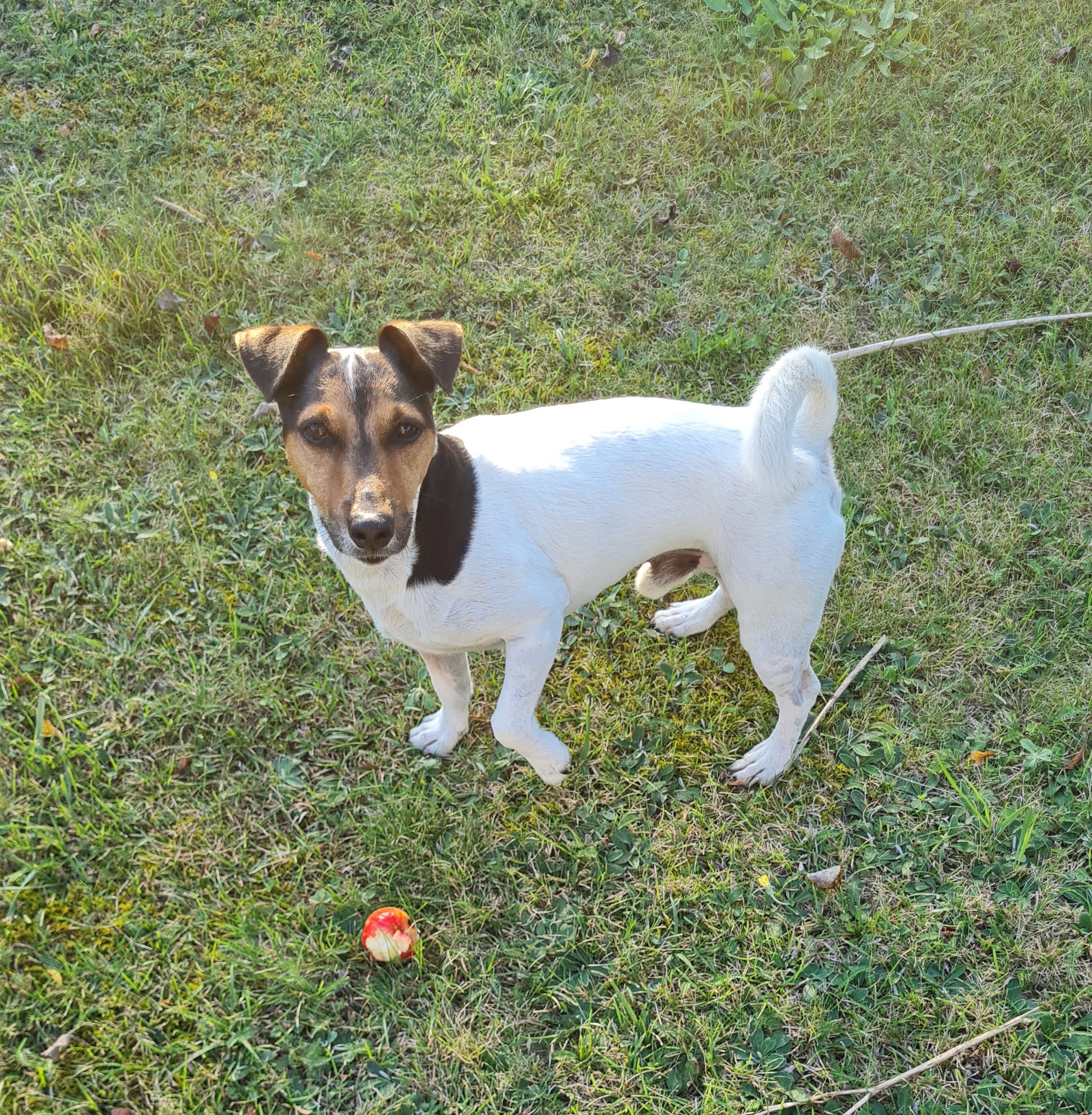 Pies Jack Russell Terrier Sparki - towarzysz Quality Engineer Sandry Bargieły podczas wypraw MTB